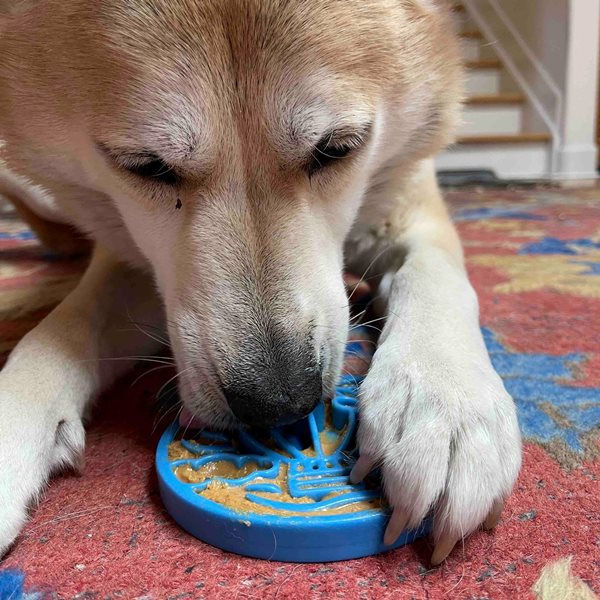 Hond eet uit een blauwe Sodapup Nylon Air Ecoïn slowfeeder gevuld met voer.