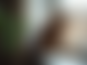 Finding Maine Coon Breeders in the UK: Your Guide to Bringing Home a Gentle Giant