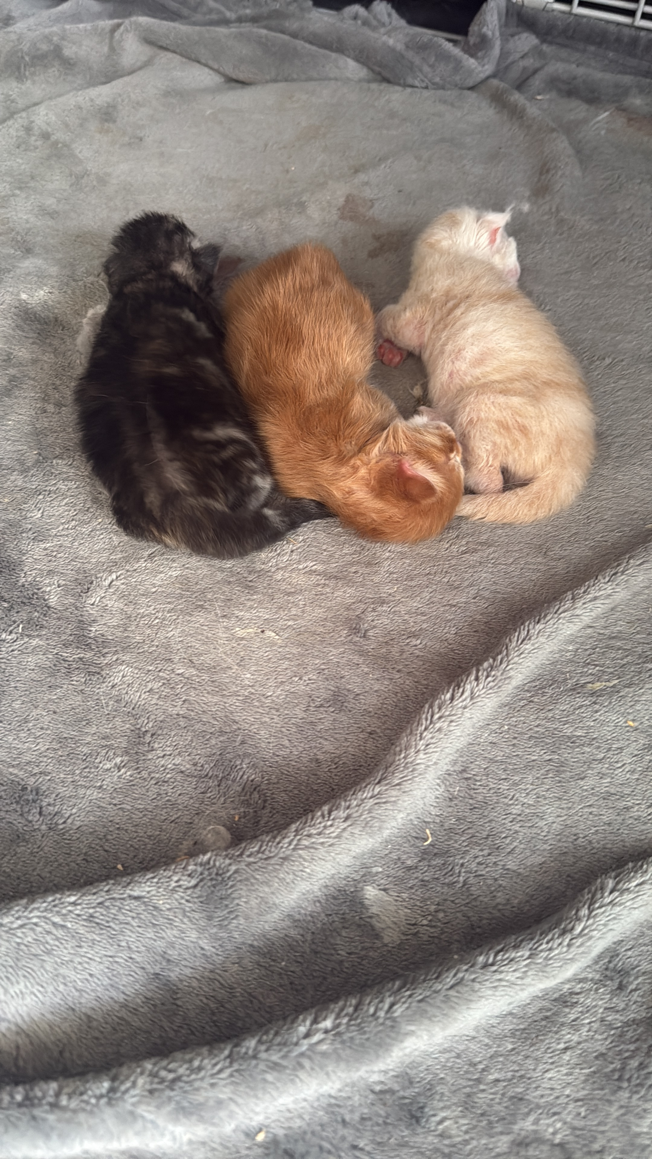 Black/Silver Tortie - Female - Boshi Delilah