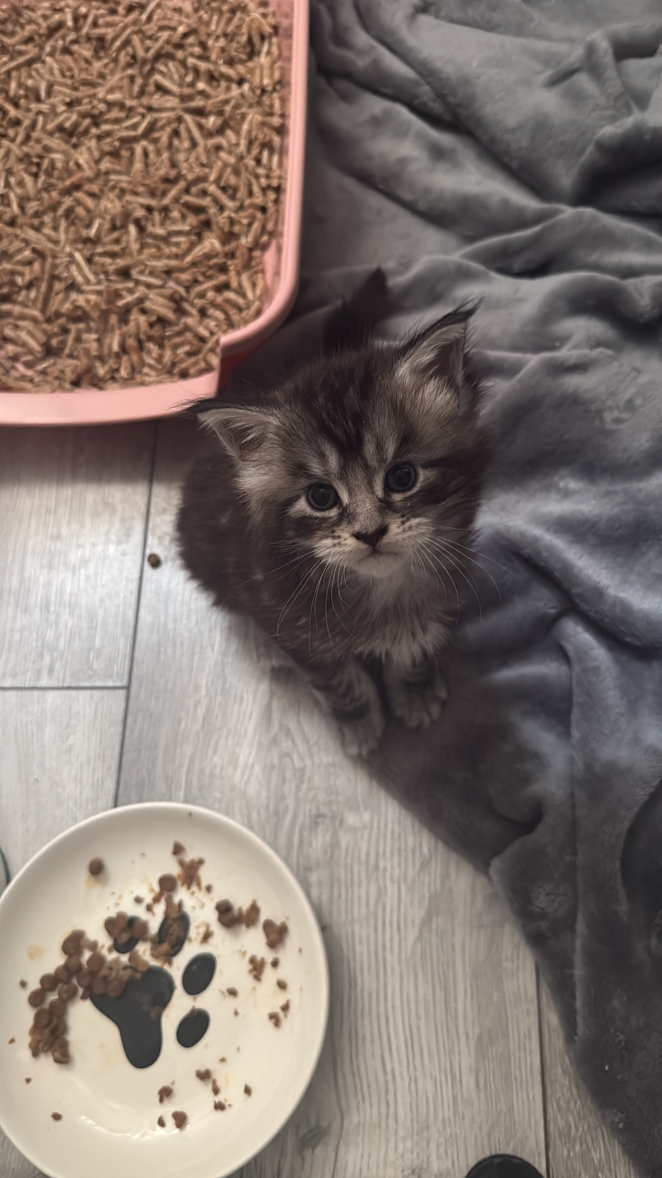 Black/Silver - Female - Boshi Noir