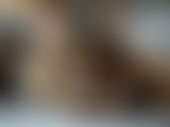Tips for Finding the Perfect Maine Coon Kitten to Adopt