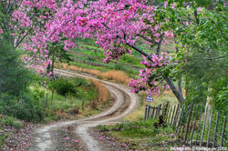 spring in winter_fort beaufort