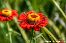 flower1