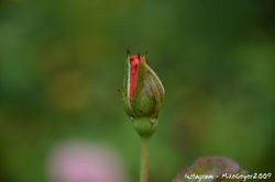 rose1