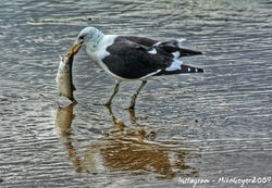 seagull lunch