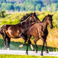 Wild Horses