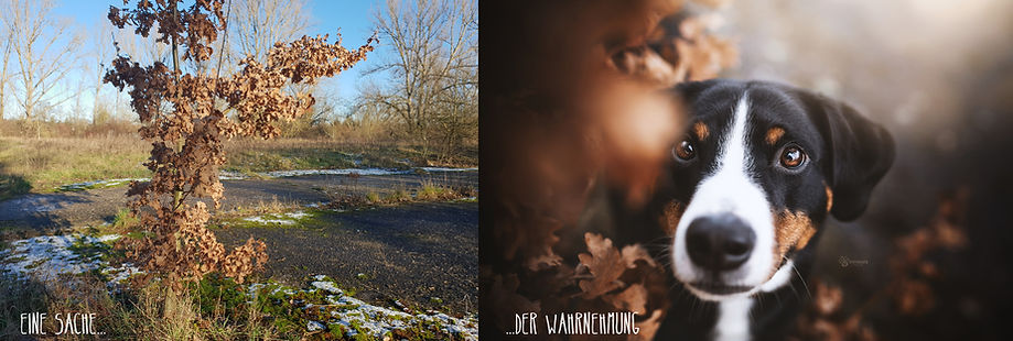Hundefotograf.jpg