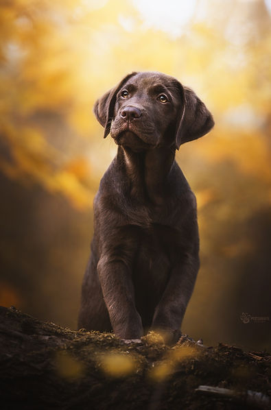 hundefotografie20_edited.jpg