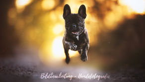 Bildbearbeitung in der Hundefotografie