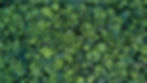 Tree Tops.jpeg