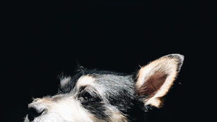 Age, Wisdom, and Health: A Reflection