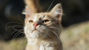 A Journey of Hope and Wonder