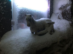 Schnee Pferd.jpeg