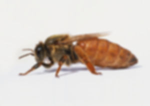 Queen Bee: Italian - Mated