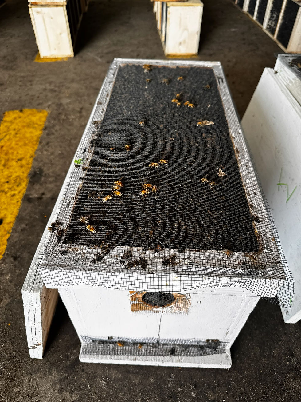 Honey Bee 5 Frame Nucleus Hive