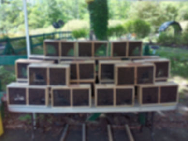 3 lb package: Honey bees & mated queen (Italian)