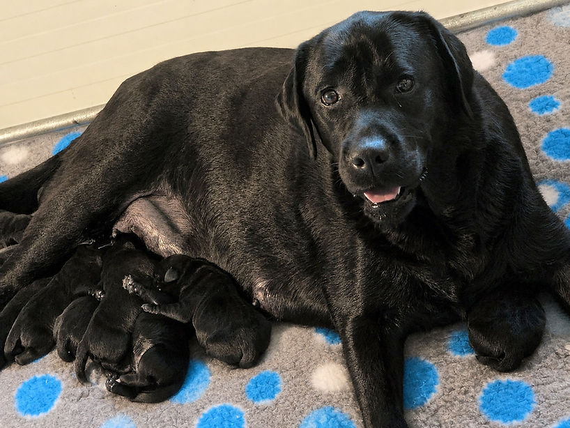Holly-pups.jpg