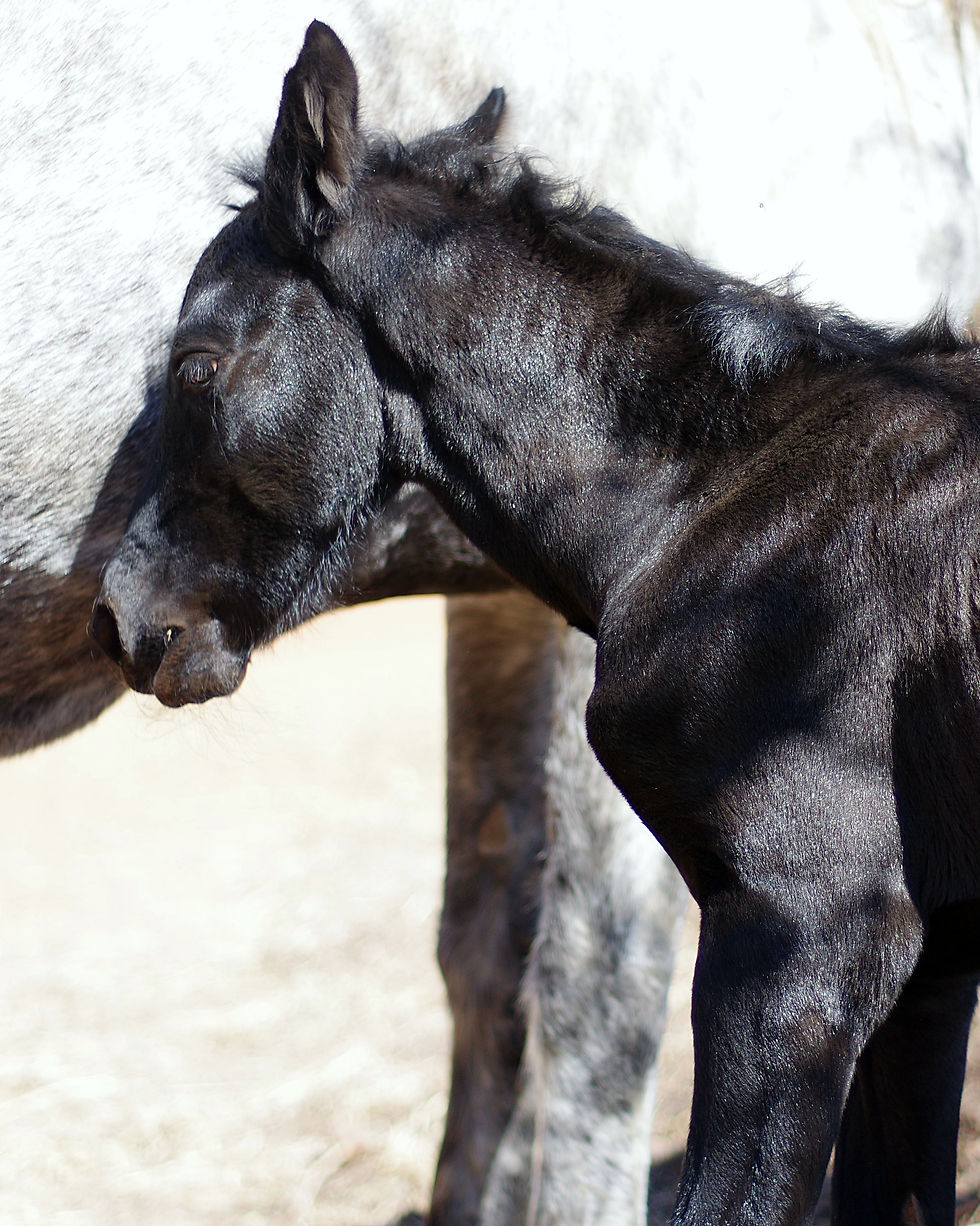 Welcome to our new Colt!