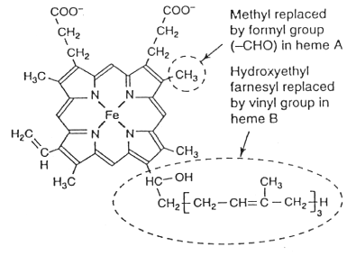 Cytochrome c oxidase enzym.gif