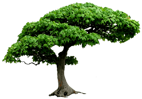 Tree-PNG-High-Quality-Image_edited.png