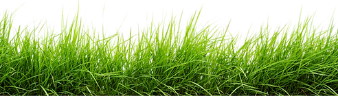 grass-png--2500.png