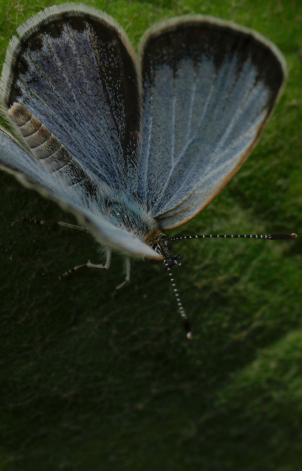 documentary_insect