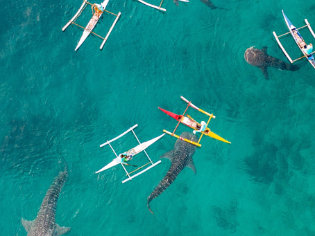 🐋 Swim with Giants: Bohol Whale Shark Tour with Bohol Transfers