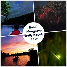 Bohol Mangrove Firefly Kayak Tour By Bohol Tours