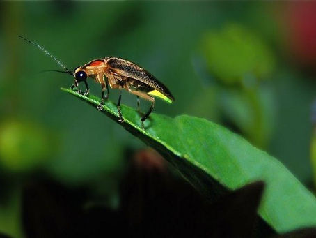 Magical Firefly Watching Tours