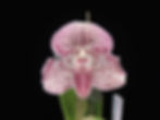 18-266 Paphiopedilum Iona 'Subaru9999' S