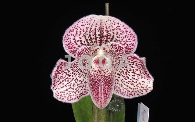 蘭の作り方 日本洋蘭組合編 蘭の作り方 日本洋蘭組合編 JOGA -Japan Orchid Growers