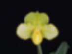 18-002 Paph