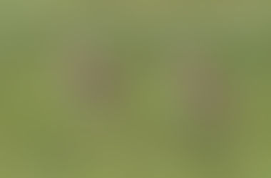 Denham's Bustard - Regular visitor