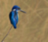 Kingfisher web