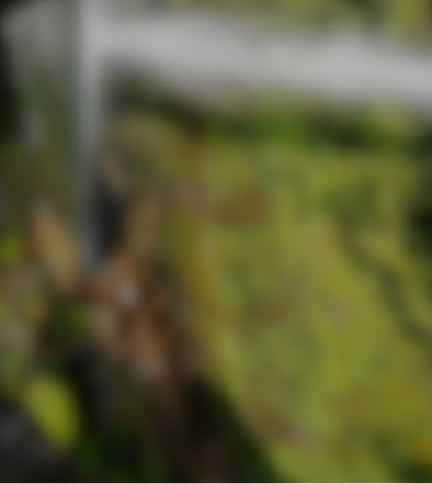 chile2_edited.png