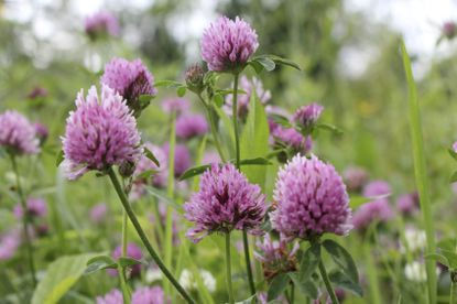 Thumbnail: Red Clover flowers after the rain