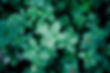 Thumbnail: close up of the oregano leaves