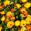 Thumbnail: Calendula flowers