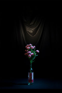 Carnation