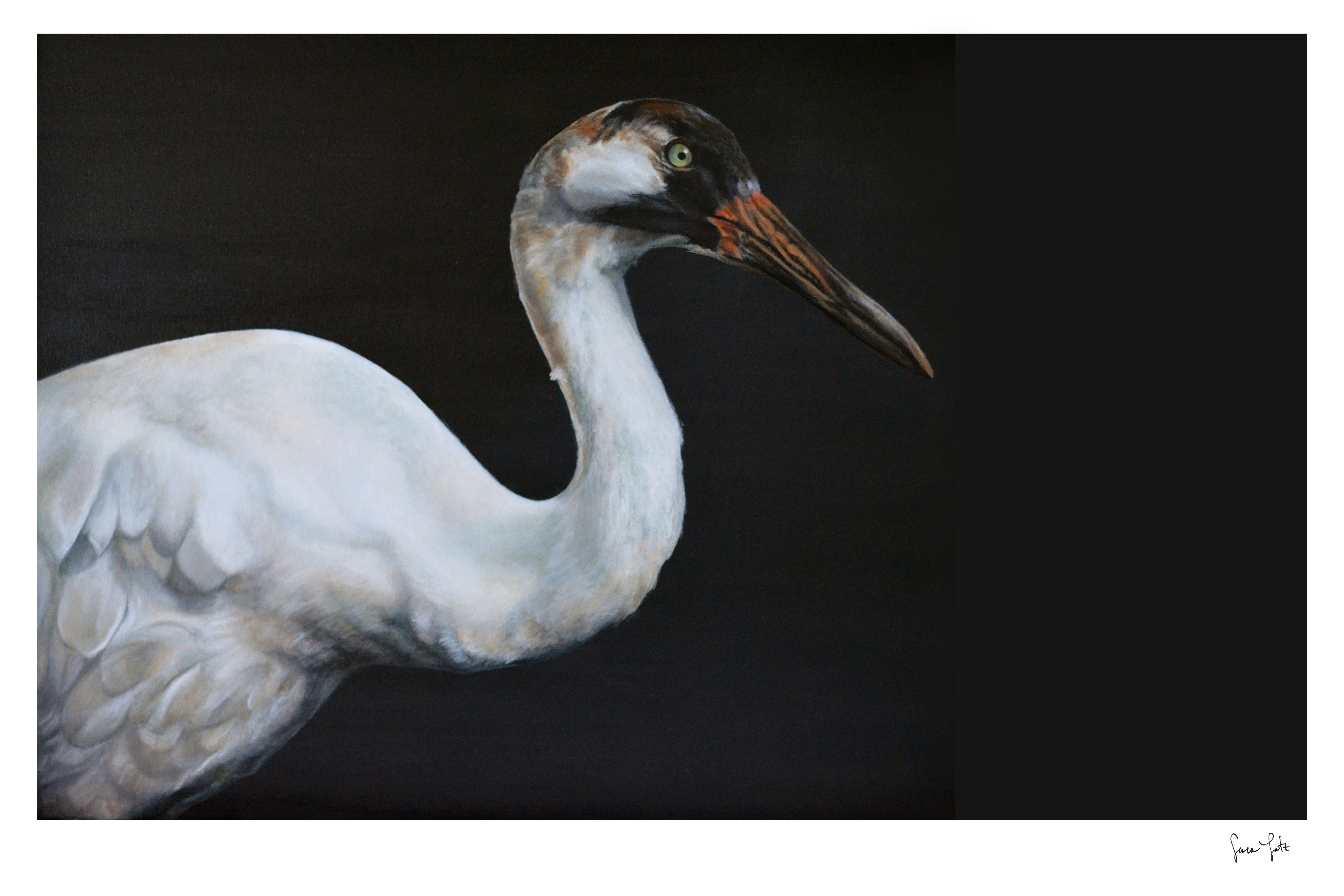 "Whooping Crane: Portrait" Print