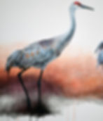 Detail, Sandhill Sunset