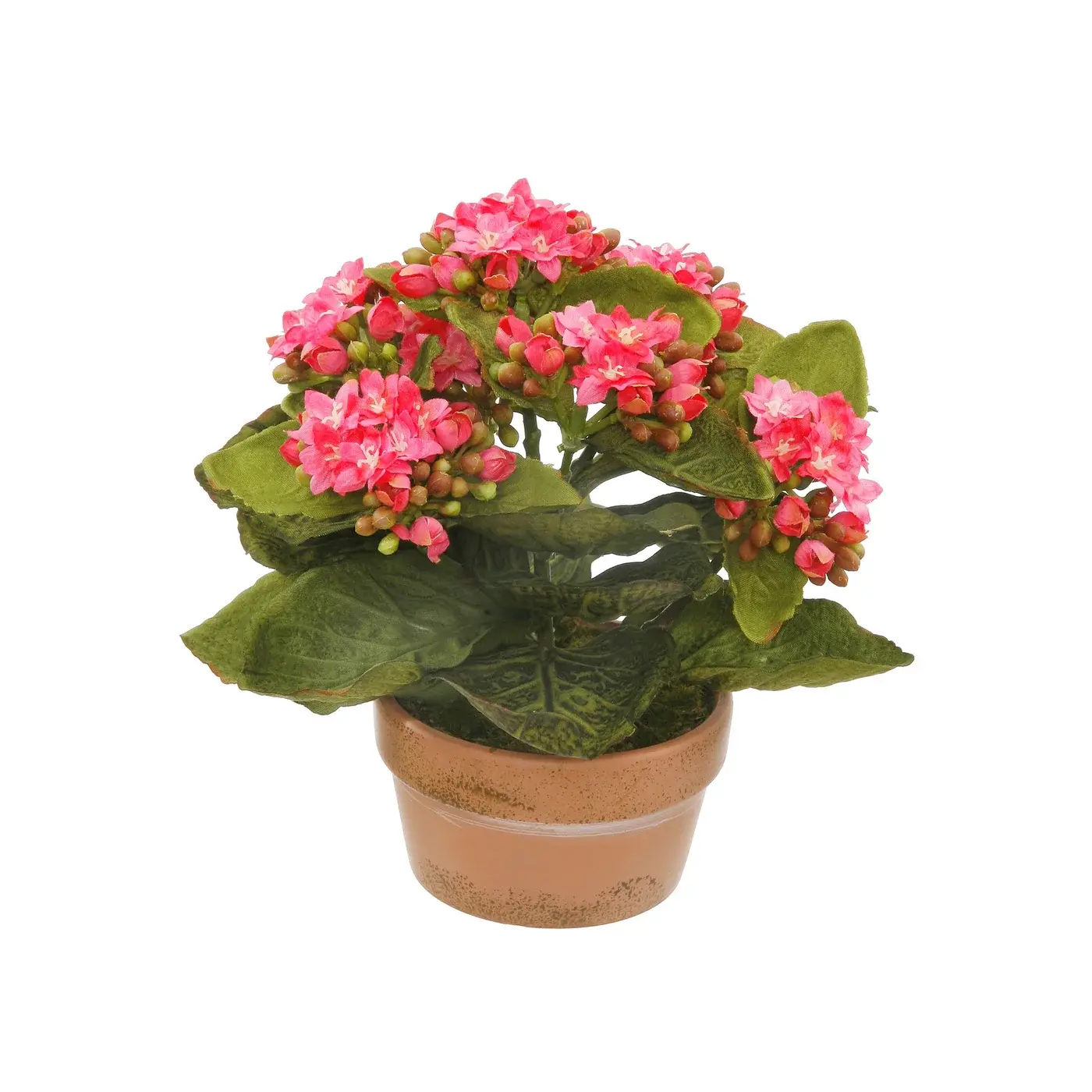 Asst. Color Mini Potted Kalanchoe 8"