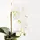 Thumbnail: 21" Phalaenopsis Orchid Drop-In