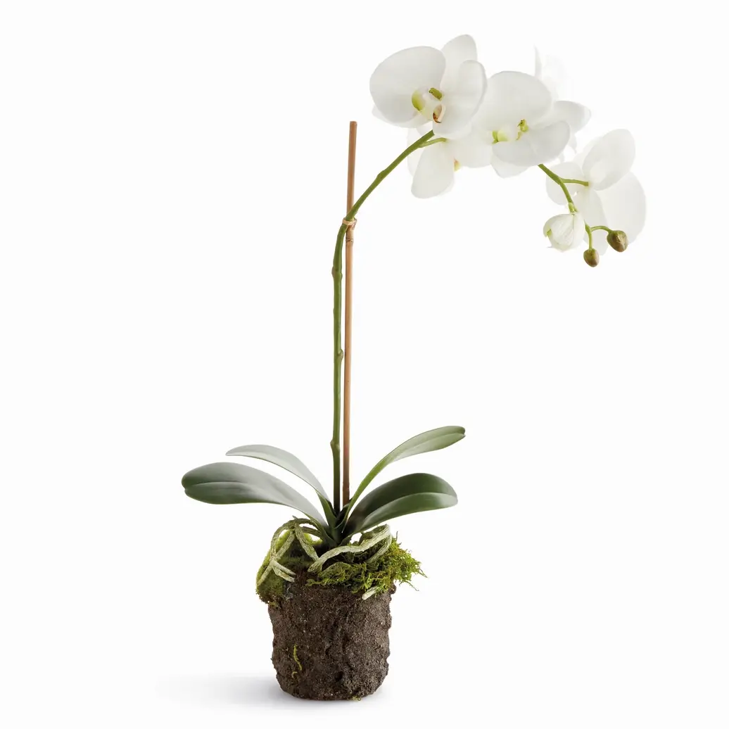21" Phalaenopsis Orchid Drop-In
