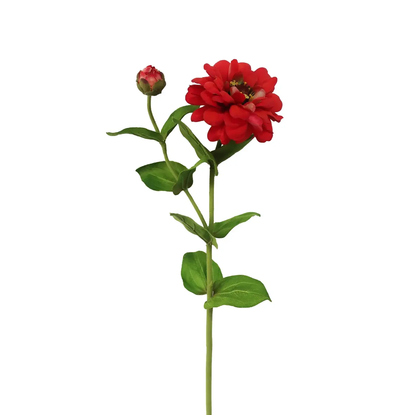 Flamenco Red Zinnia 23.5"