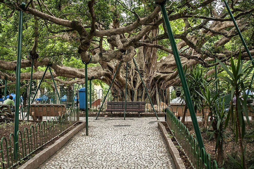 Figueira Centenária