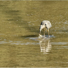Grey Heron - Feeding