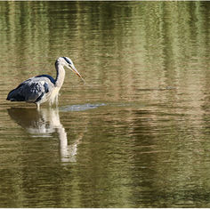 Grey Heron