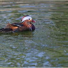 Mandarin Duck (Male)