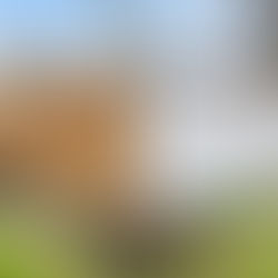 Wood vs. Vinyl Fencing: Which Is the Best Choice This Spring?